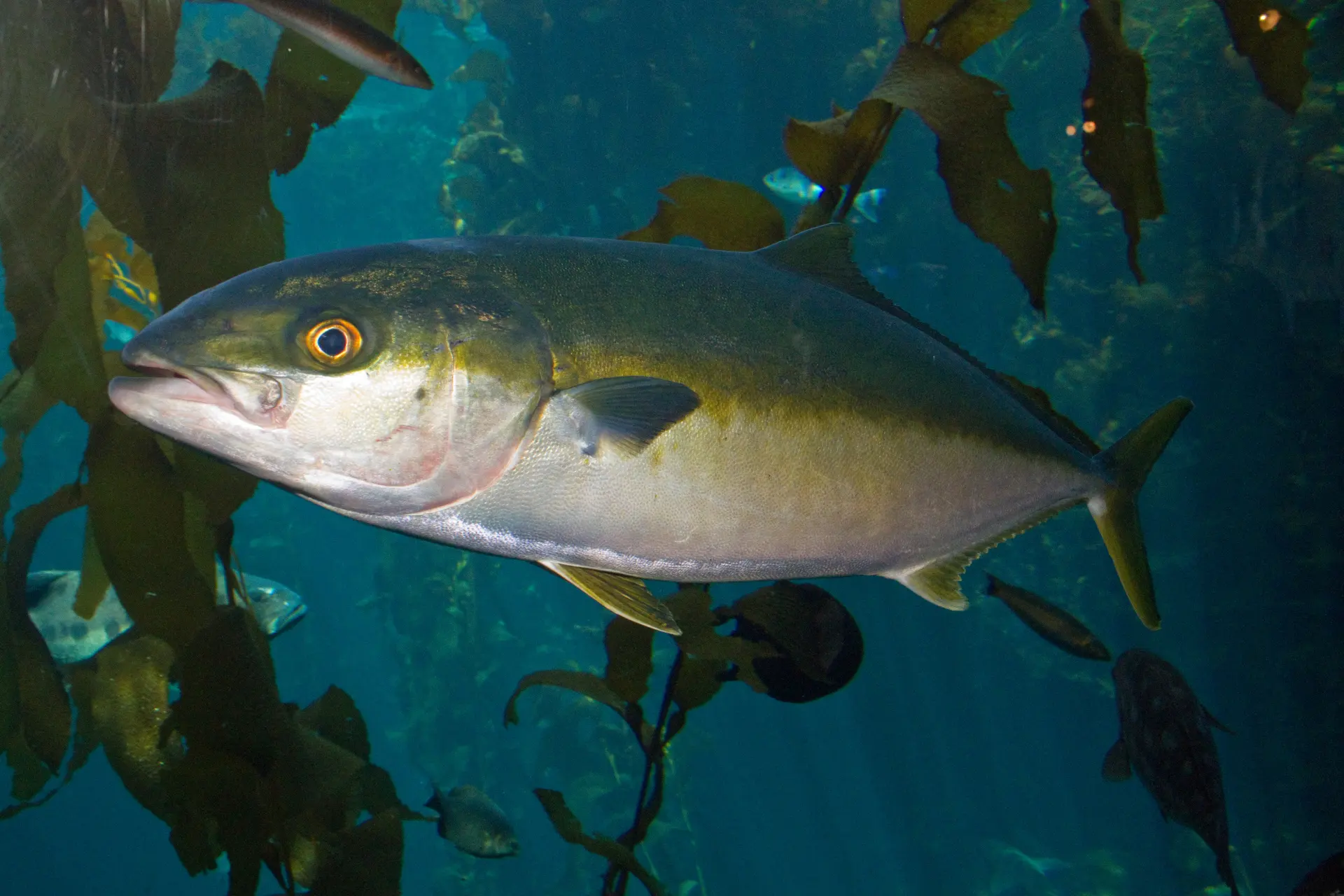 Amberjack