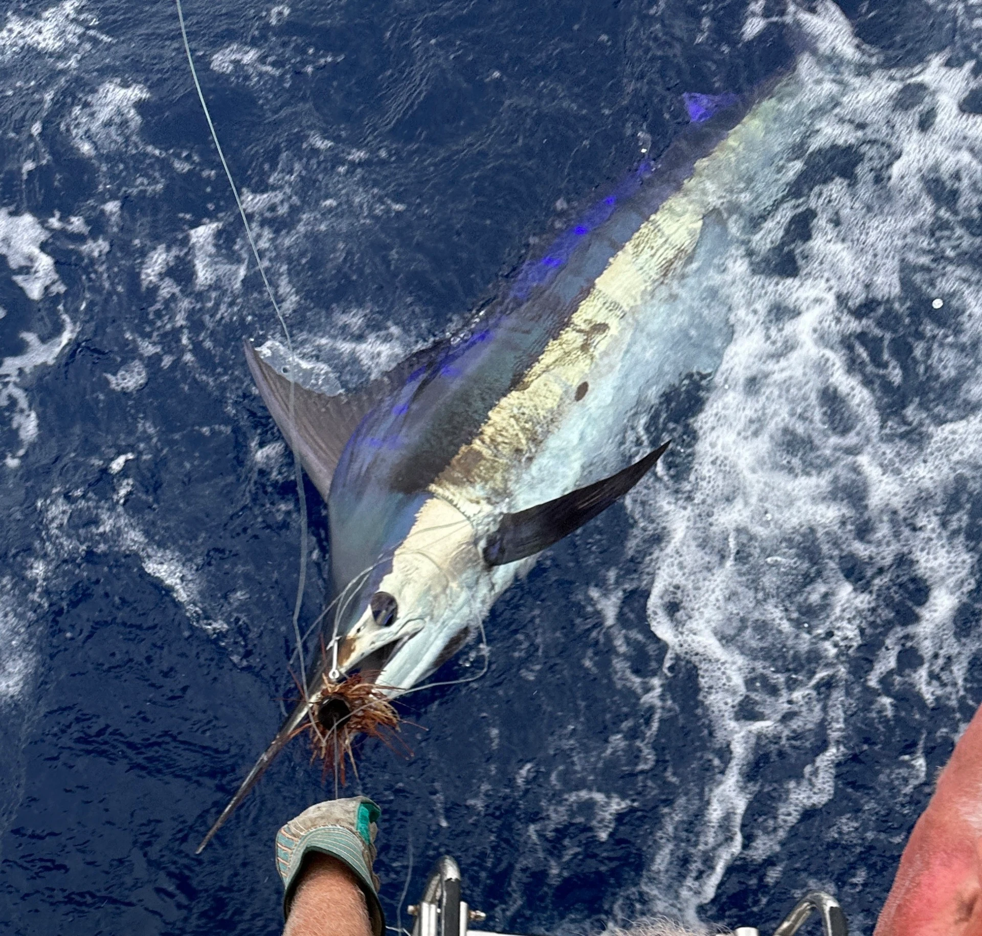 Blue Marlin reference photograph