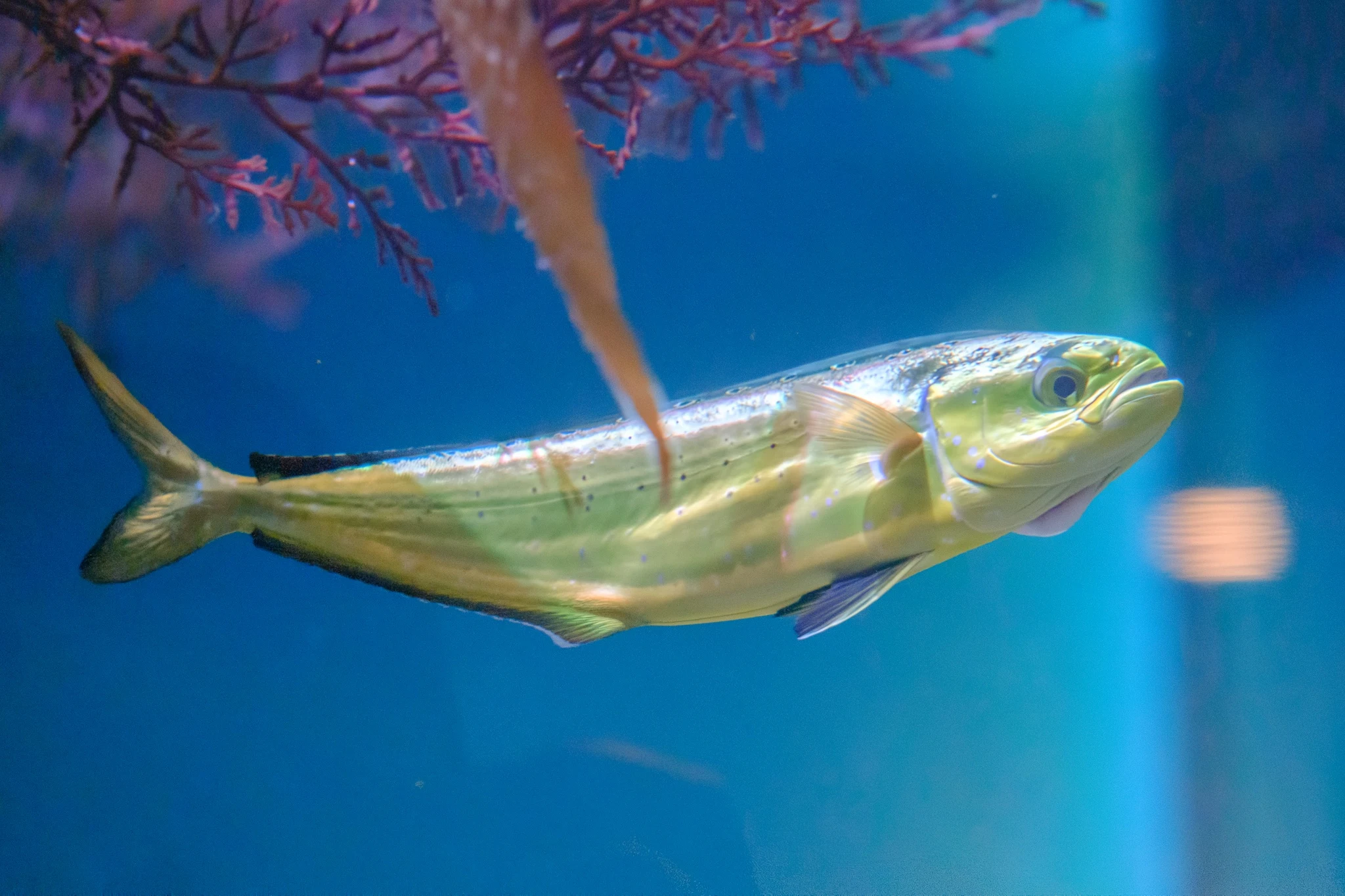 Dorado reference photograph