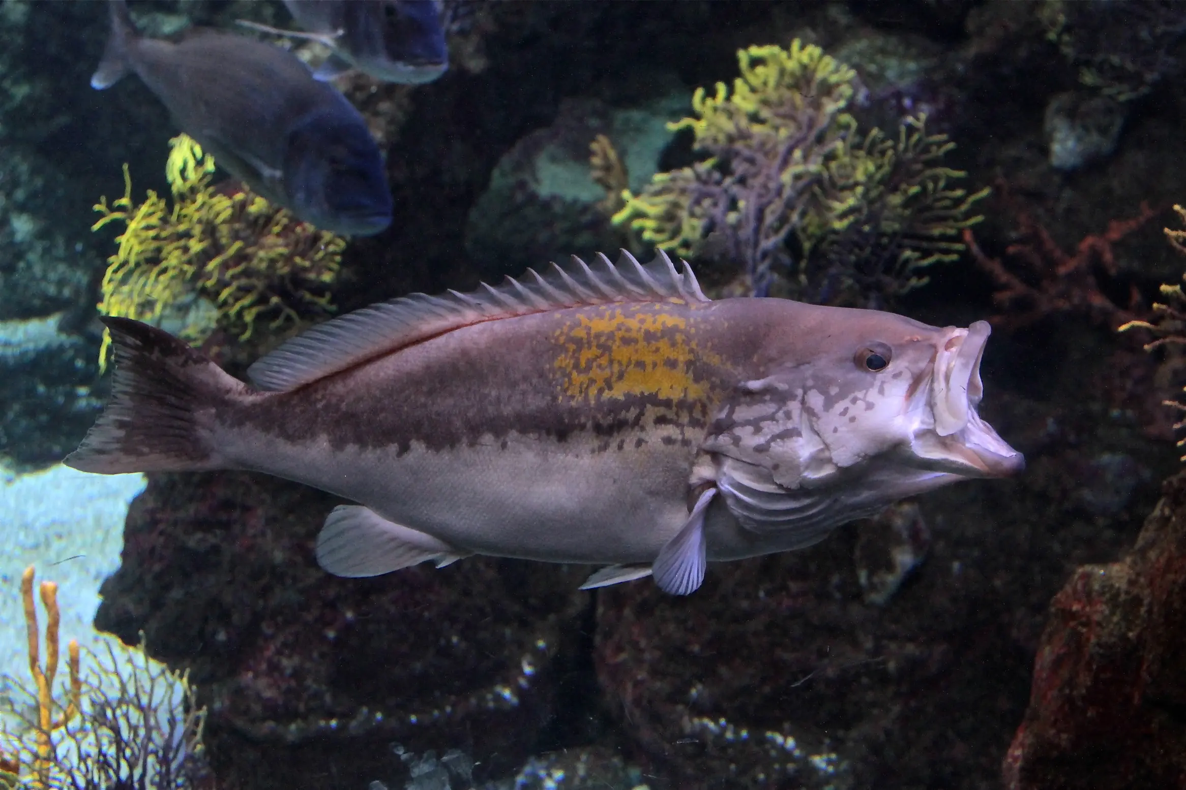 Grouper