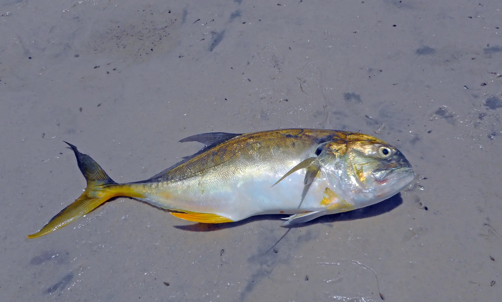 Pacific Crevalle Jack