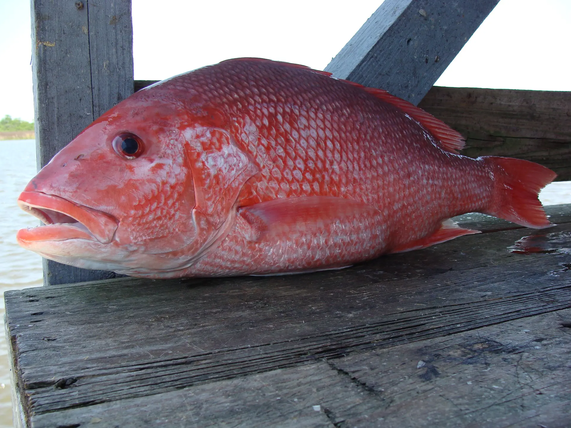 Pargo