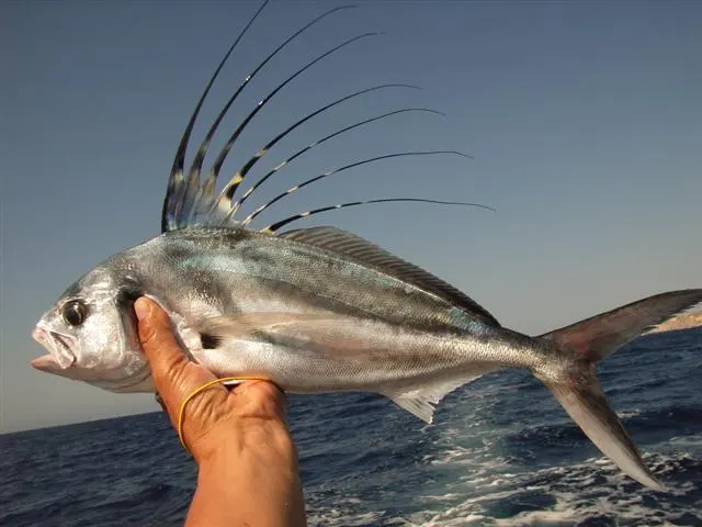 Roosterfish