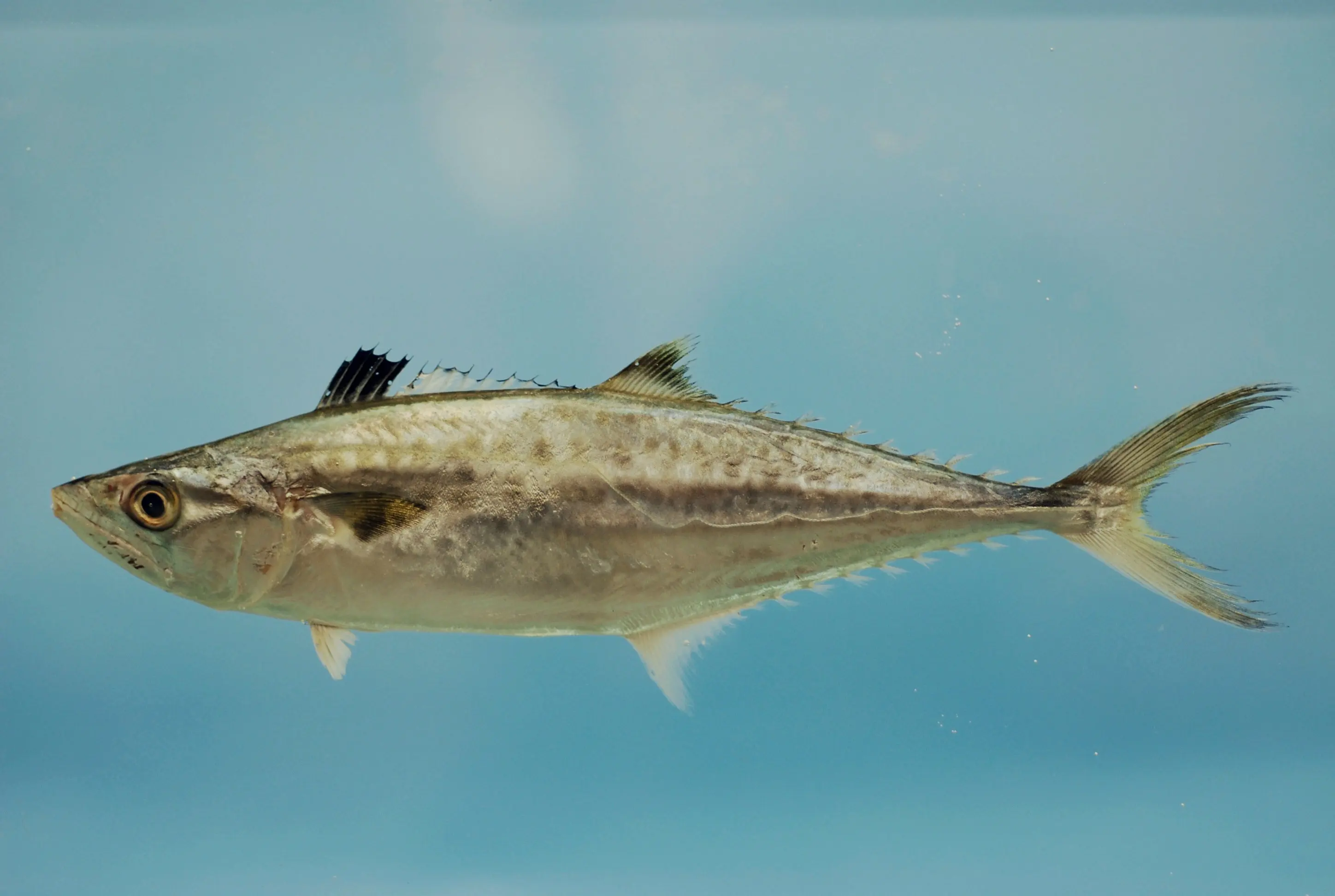 Sierra Mackerel