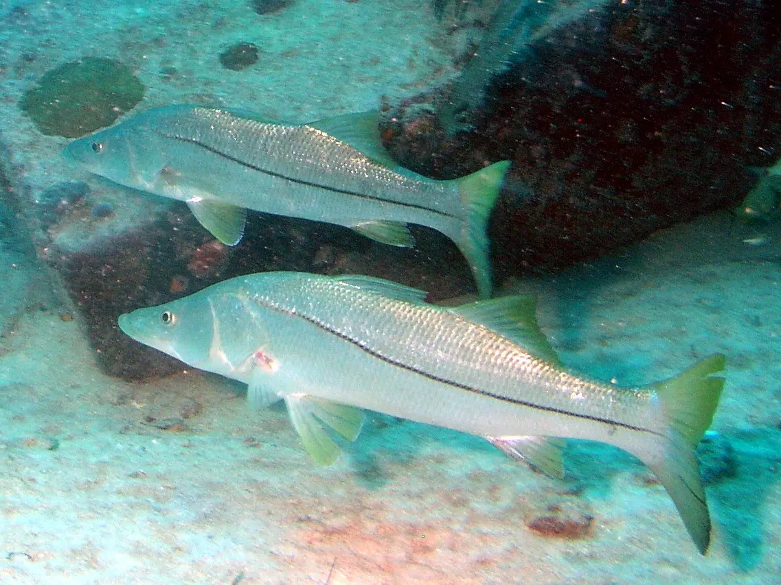 Snook