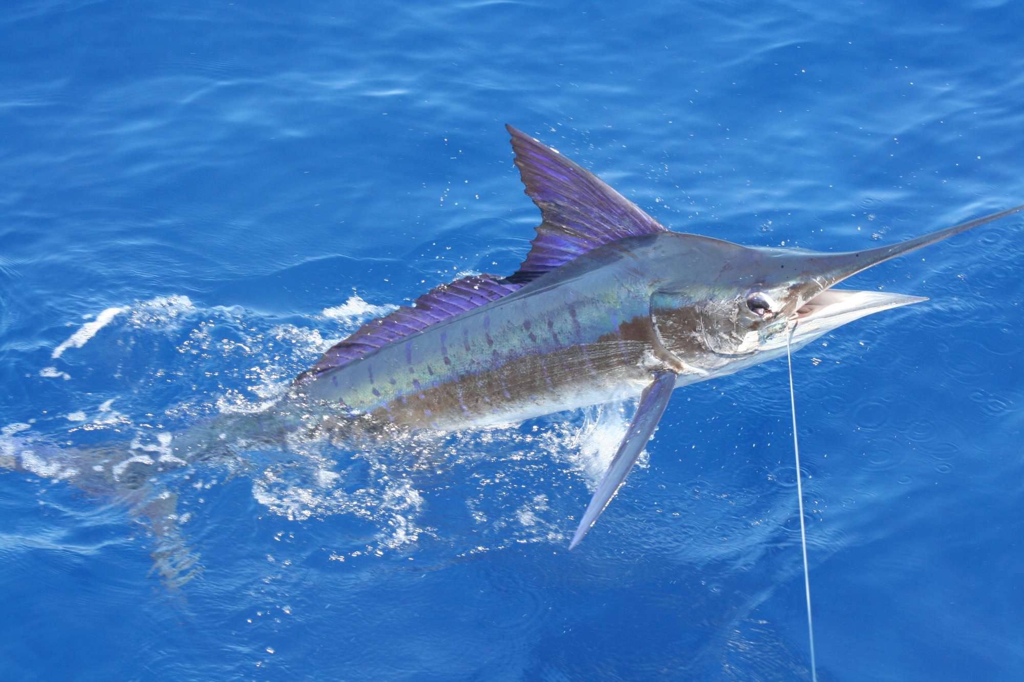 A striped marlin at the surface of deep blue water