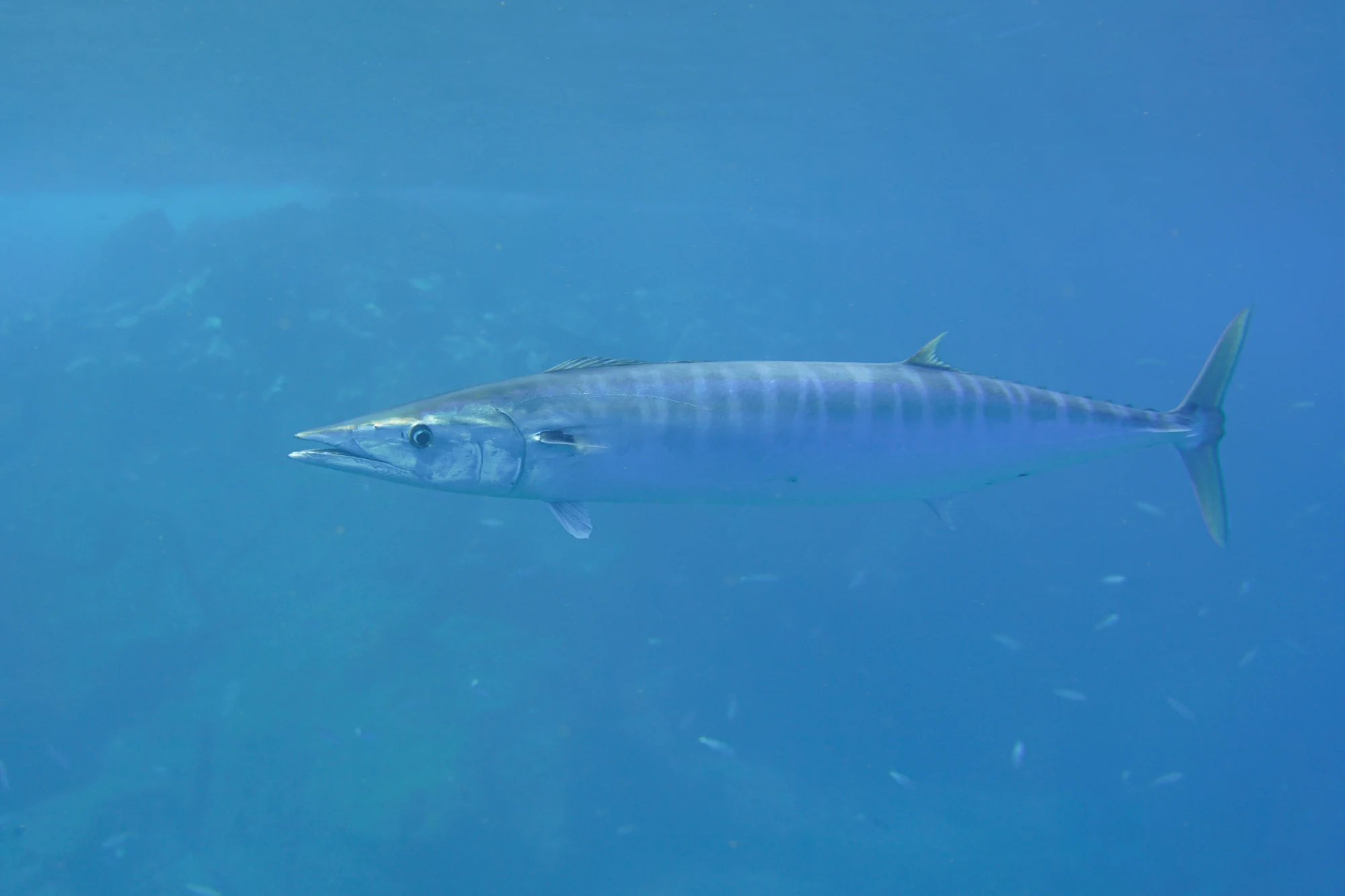Wahoo reference photograph