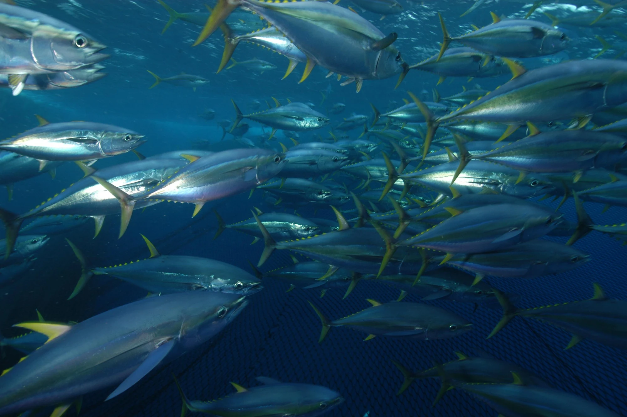 Yellowfin Tuna reference photograph